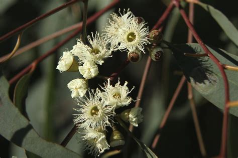 Eucalyptus Yellow Box Gum 12 Pot Hello Hello Plants Garden Supplies