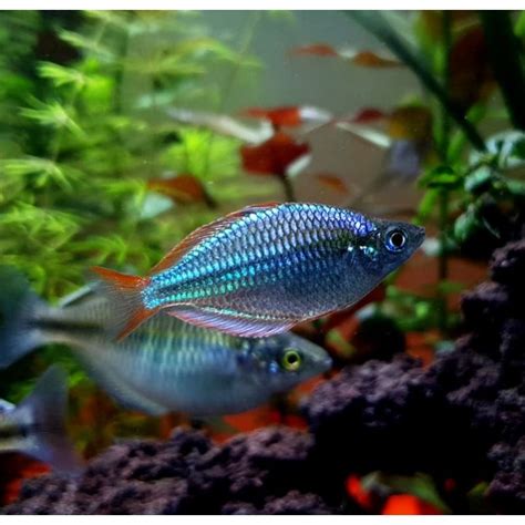 Jual Rainbow Peacock Rainbow Fish Ikan Hias Air Tawar Shopee Indonesia