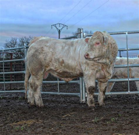 Raza Charolesa Características Y Ventajas Del Charolais Duroagro