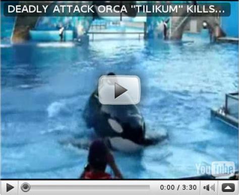 Killer Whale Attack Footage 2010 - Home