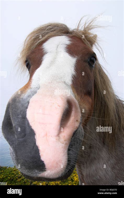 Pit pony hi-res stock photography and images - Alamy