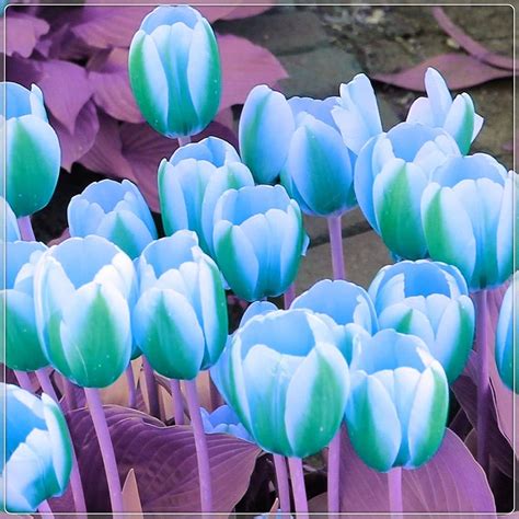 amazoncom green  white tulip bulbs  planting easy  grow