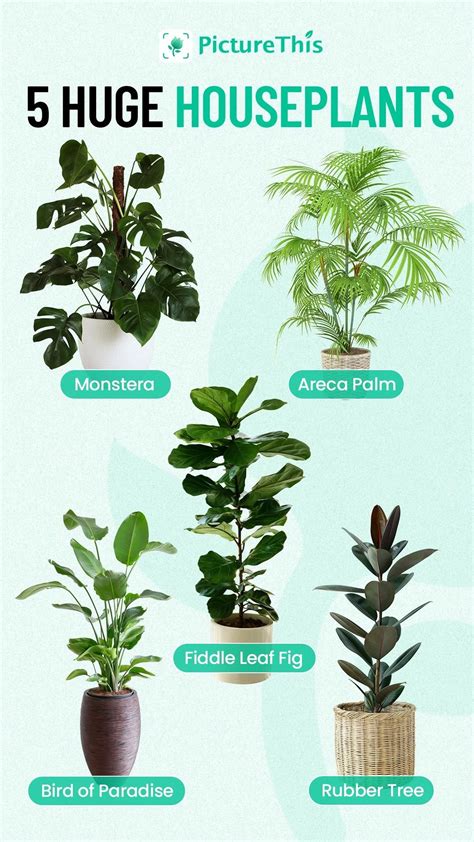 5 Huge Houseplants Artofit