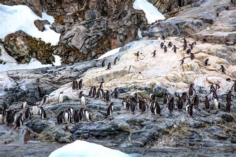 Æselpingvin Fakta Føde Habitat Og Billeder På Animaliabio