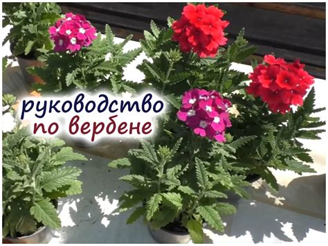Все о вербене: детально про выращивание от посева до цветения