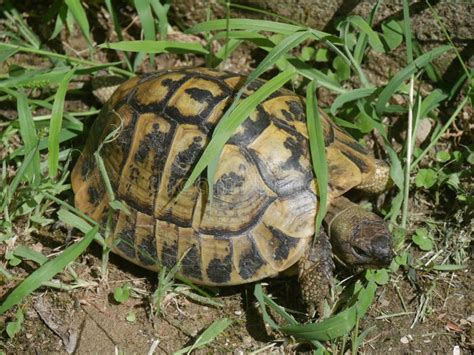 Turtle in a garden stock photo. Image of testudinidae - 174210034