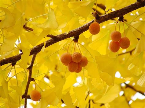 Ginkgo Tree Fruit Smell Fruit Trees