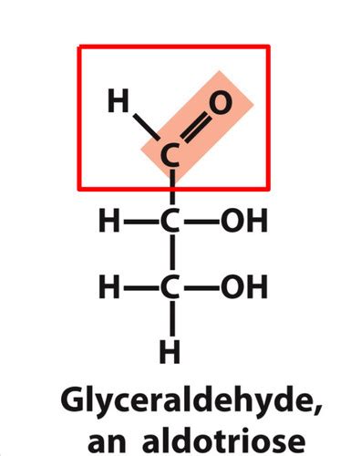 Biochem Carbohydrates Flashcards Quizlet