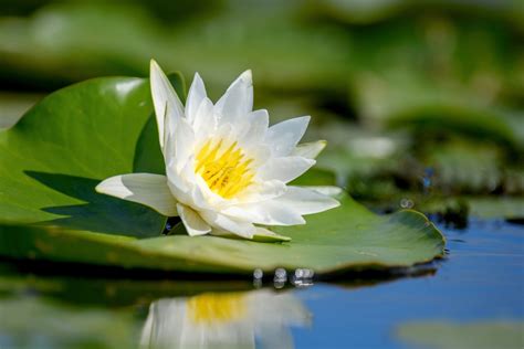 Lilien Die Bedeutung Der Schönen Blumen