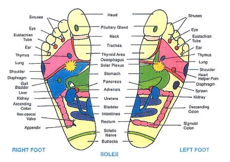 REFLEXOLOGY Reflexology Reflexology Chart Foot Reflexology