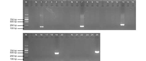 Specificity Test Of The Species Specific PCR Primers M DNA Marker