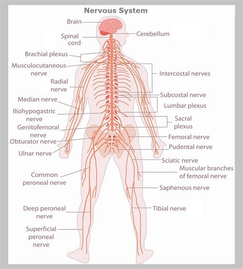 Nervous System - Graph Diagram