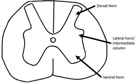 The Grey Matter of the Spinal Cord - TeachMeAnatomy