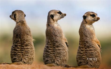 meerkat family - Bing Wallpaper (42981971) - Fanpop