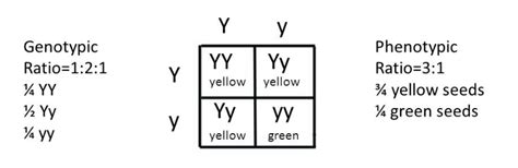 Write the phenotypic and genotypic ratios of Mendel's cross ...