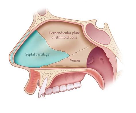 Nasal Surgery Otolaryngology Head Neck Surgery Stanford Medicine