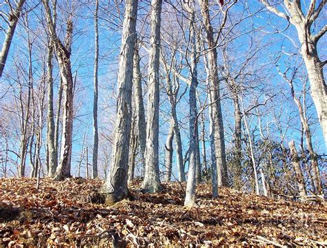 Naked Trees Photograph By Mesa Teresita Fine Art America