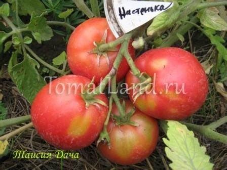 Пасынкующийся Томат Настенька: описание и характеристика сорта, отзывы ...