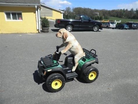 dog driving a tractor funny picture - Dog Breeders Guide