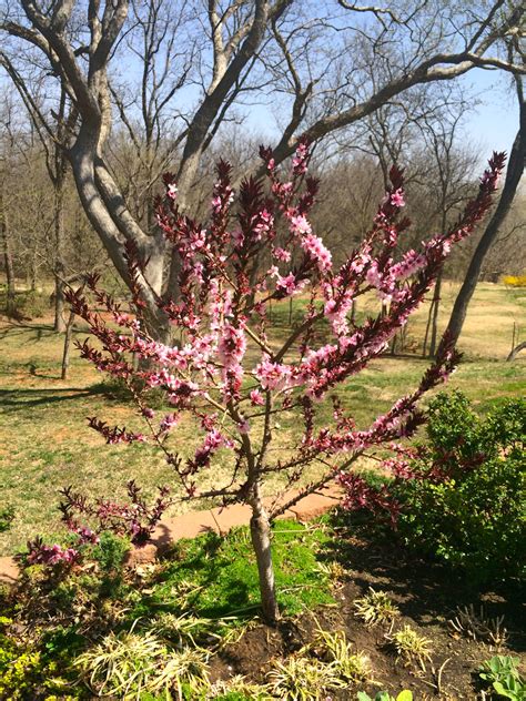 Patio Peach Blossom Eco Landscaping