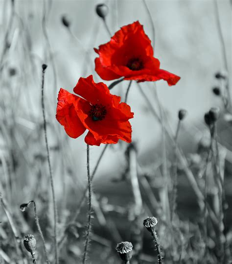 Vibrant Red Flowers in Selective Color