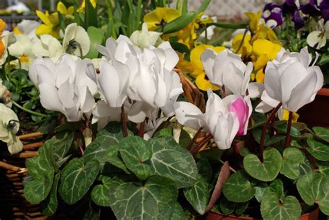 Printemps En Pot De La Couleur Sur Le Balcon La Terre Est Un Jardin