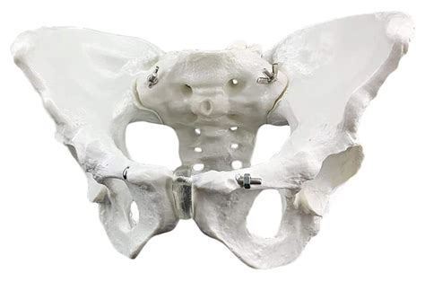 Buy Anatomy Model Model Of Female Pelvis Skeleton Model Anatomical