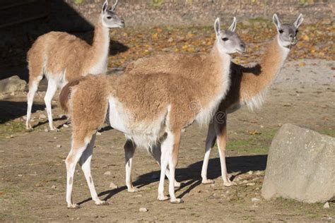 Group Of Guanaco Lama Guanicoe Stock Photo Image 61619998