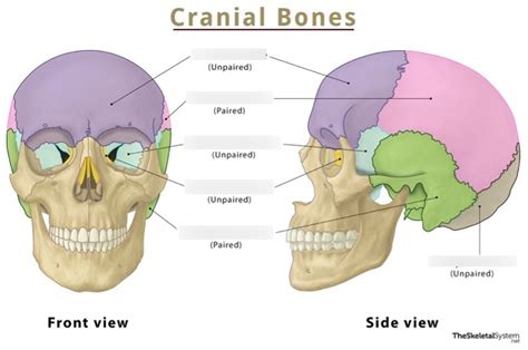 Cranial bones Diagram | Quizlet