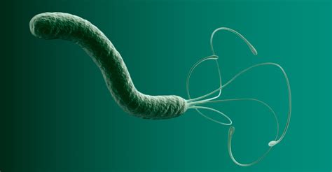 H Pylori Entenda como essa bactéria age no organismo