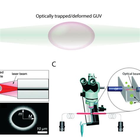 Optical Stretching Of Guvs A Schematic Representation Of An