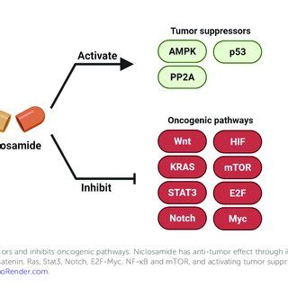 Niclosamide Activates Tumor Suppressor And Inhibit Oncogenic Pathways