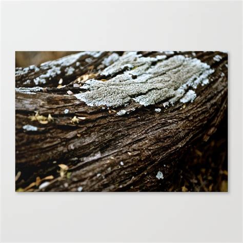 A Closer Look V2 Canvas Print By Tracey Myers Society6