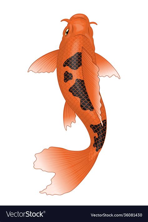 Orange And Black Koi