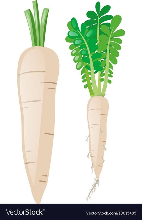 white carrots  white background vector image carrot drawing white