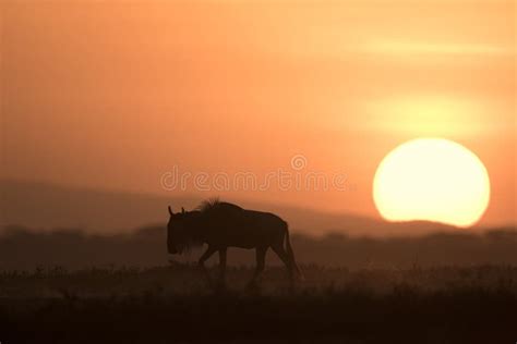 African Landscape while in Safari Stock Image - Image of kruger ...