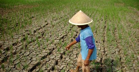 9 Kabupaten Di Jawa Tengah Rawan Kekeringan Terdampak El Nino