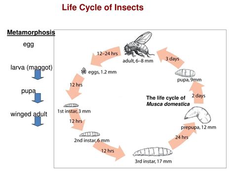 Ppt Ch 13 Entomology Powerpoint Presentation Free Download Id6839962