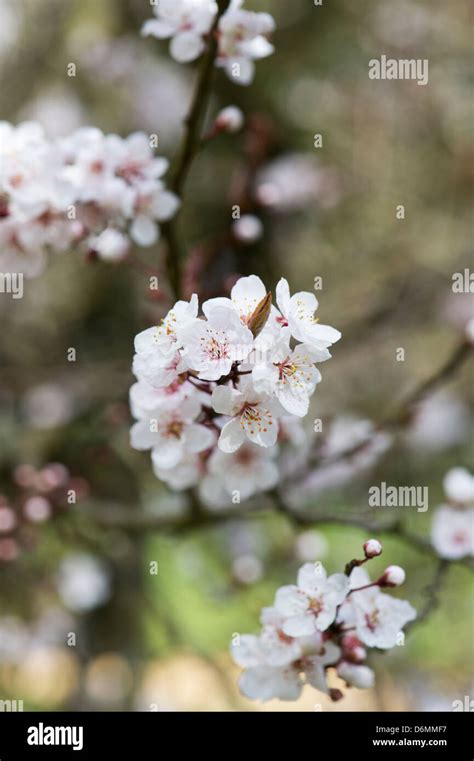 Prunus Cerasifera Pissardii Purple Leaved Plum Cherry Tree Blossom