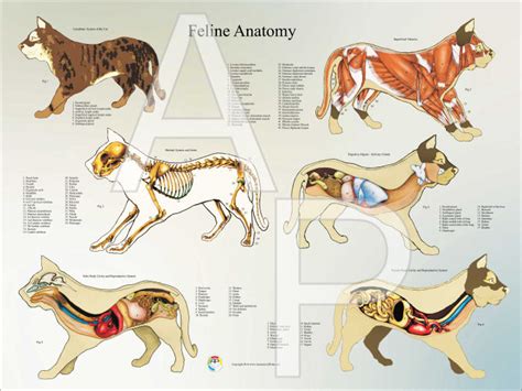 Cat Anatomy Poster X