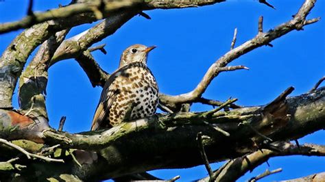 Mistle Thrush Turdus Viscivorus Old Lodge Nr Sussex John Tomsett