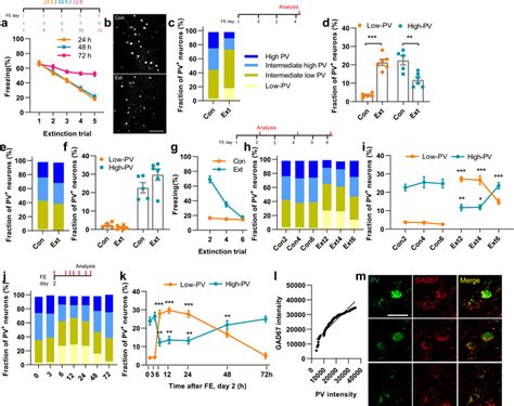 Fear Extinction Induces Low Pv Plasticity In The Il Cortex A Extinction