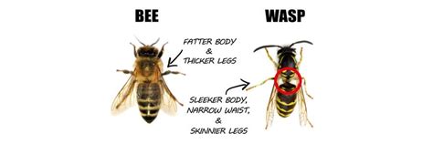 Wasps And Bee Control How To Get Rid Of Wasps And Bees Diy Wasp And Bee Treatment Guide