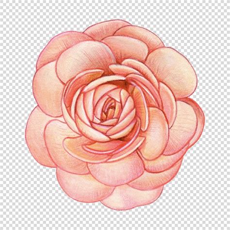 Premium Psd Watercolor Hand Drawn Realistic Flower