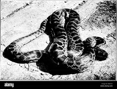 Boa constrictor Black and White Stock Photos & Images - Alamy