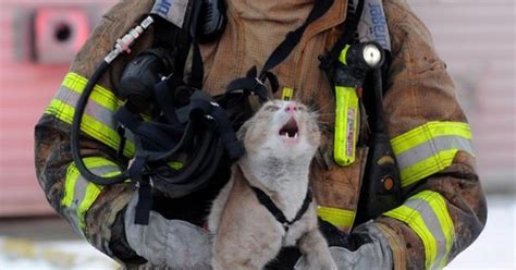 Anchorage Fire Department Engineer Pat O Shea Carries A Rescued Cat