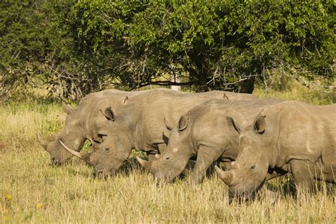 Best Place To See Rhinos In South Africa Hluhluwe Imfolozi Park