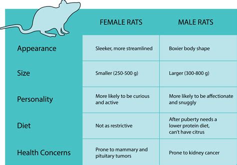 Male Vs Female Rats Whos The Better Pet