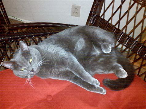 Smokey | Cats, Animals, Smokey