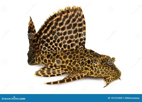 Leopard Sailfin Pleco Aquarium Fish Pterygoplichthys Gibbiceps Stock ...